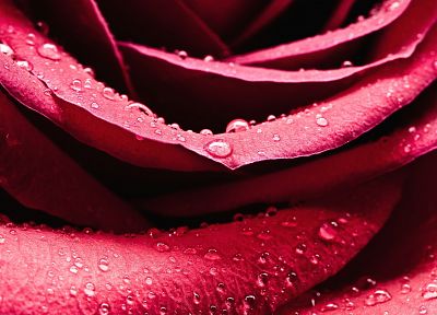 nature, flowers, pink, water drops, roses - random desktop wallpaper