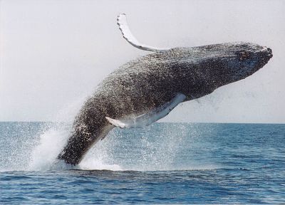 ocean, jumping, whales - random desktop wallpaper