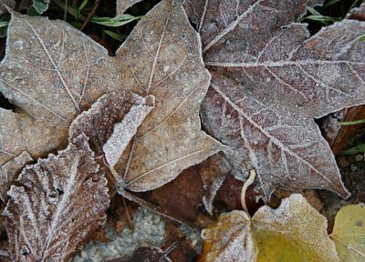leaf, leaves, frost, fallen leaves - desktop wallpaper