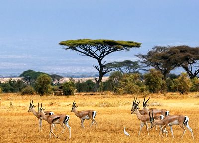 landscapes, animals, Africa, gazelle - desktop wallpaper