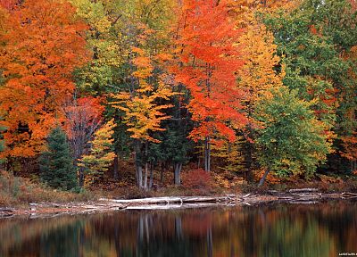 nature, trees, autumn, forests - duplicate desktop wallpaper