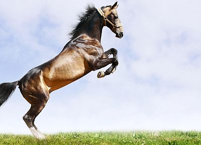 nature, horses - duplicate desktop wallpaper