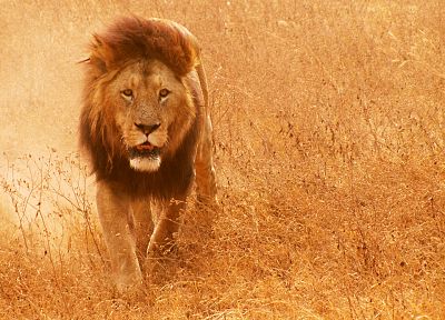 animals, lions - related desktop wallpaper