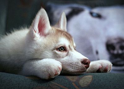 animals, dogs, house, pets, Siberian husky - duplicate desktop wallpaper