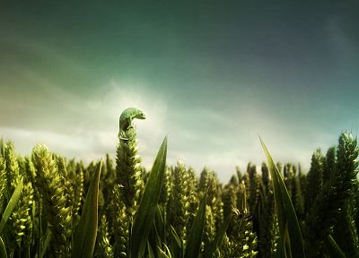 landscapes, nature, artistic, fields, wheat, lizards, photo manipulation - random desktop wallpaper