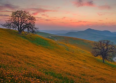 mountains, landscapes, trees, flowers - related desktop wallpaper