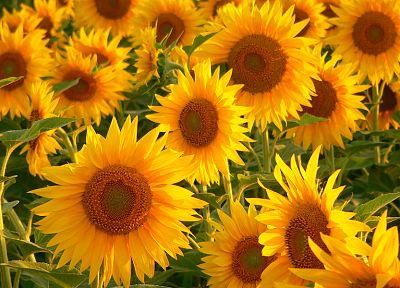 flowers, sunflowers - random desktop wallpaper