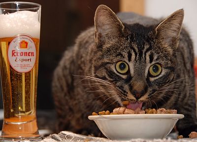 beers, cats, animals, cereal - duplicate desktop wallpaper