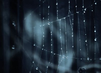nature, web, water drops, spider webs - duplicate desktop wallpaper