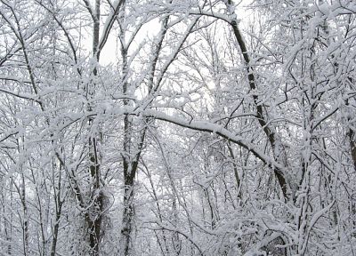 nature, winter, snow, trees, white, forests, seasons - random desktop wallpaper