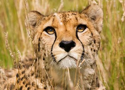 animals, grass, wildlife, cheetahs - desktop wallpaper