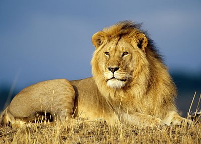 animals, lions - random desktop wallpaper