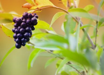 fruits, food, grapes - desktop wallpaper