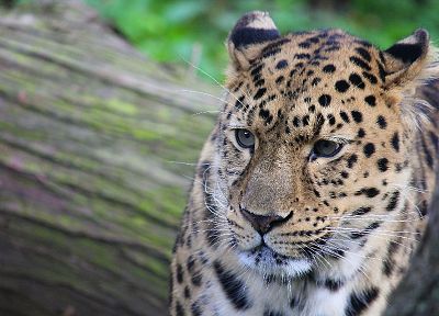 animals, feline, leopards, wild animals, faces, whiskers - related desktop wallpaper