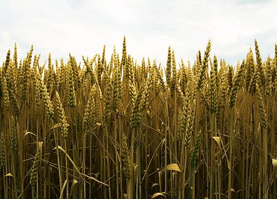 wheat - related desktop wallpaper