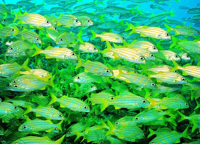 animals, fish, sea - random desktop wallpaper