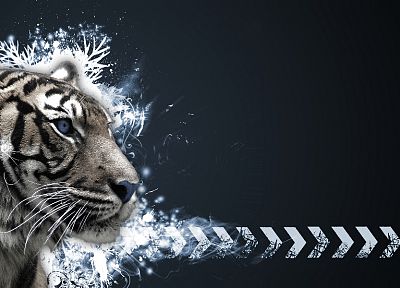 tigers, white tiger - duplicate desktop wallpaper