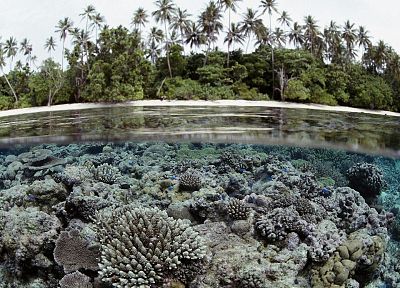 landscapes, palm trees, underwater, coral reef, Solomon Islands, split-view - random desktop wallpaper