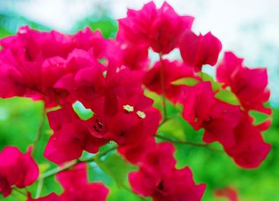 nature, trees, flowers, forests, bougainvillea - related desktop wallpaper