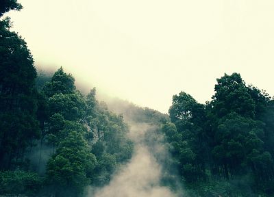 landscapes, trees, forests, mist, roads, rainforest - random desktop wallpaper