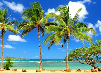 palm trees, beaches - desktop wallpaper
