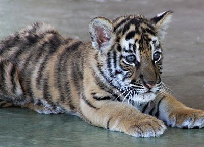 animals, orange, tigers - duplicate desktop wallpaper