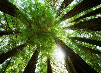 nature, trees, forests - duplicate desktop wallpaper
