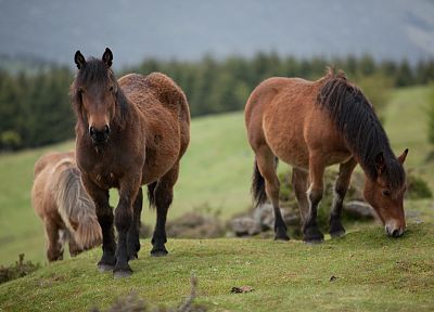 animals, horses - related desktop wallpaper