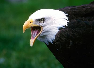 birds, bald eagles - random desktop wallpaper