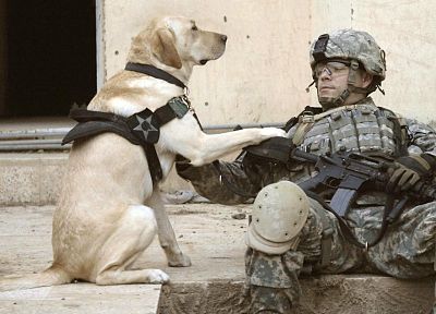 soldiers, army, military, animals, dogs, men - desktop wallpaper