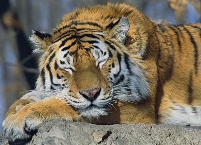 animals, tigers, Russia, sleeping, Siberian Tiger - desktop wallpaper