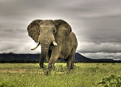 mountains, clouds, nature, animals, grass, South Africa, elephants - desktop wallpaper