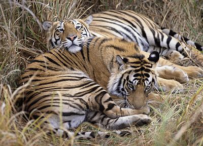 animals, tigers - related desktop wallpaper