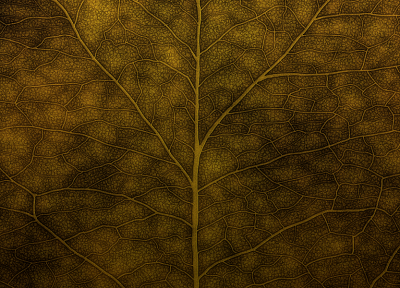 nature, leaves - random desktop wallpaper