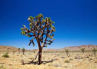 landscapes, trees, deserts - desktop wallpaper