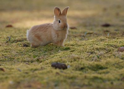 animals, rabbits, depth of field - desktop wallpaper