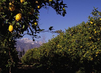 mountains, nature, fruits, California, lemons, fruit trees - related desktop wallpaper
