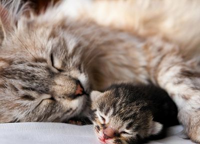 cats, animals, sleeping - duplicate desktop wallpaper