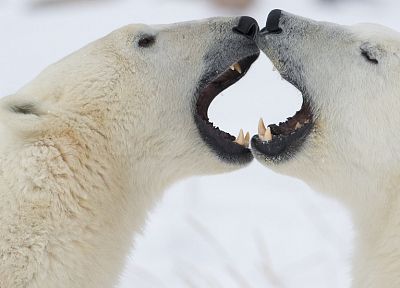 kissing, polar bears - random desktop wallpaper