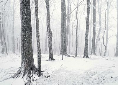winter, trees, forests - desktop wallpaper