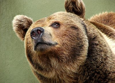 animals, bears - related desktop wallpaper