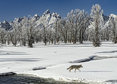 landscapes, winter, snow, outdoors, wolves - related desktop wallpaper