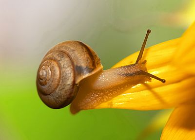 snails, molluscs - random desktop wallpaper