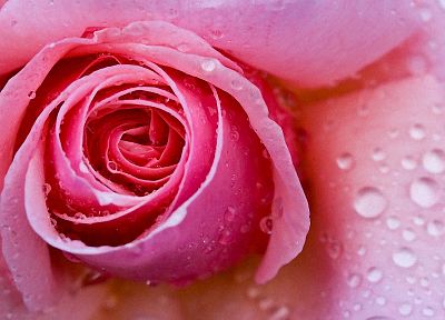 flowers, wet, water drops, roses - desktop wallpaper