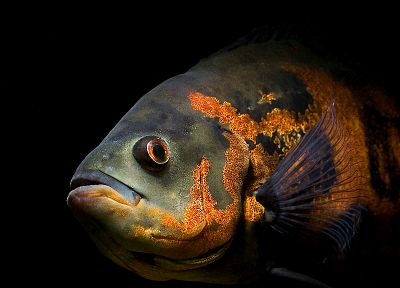 fish, oscar, underwater - desktop wallpaper