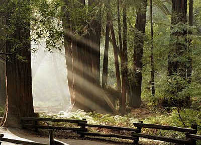 nature, trees, forests, woods - duplicate desktop wallpaper