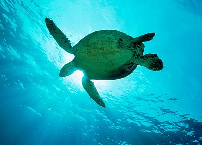 sea turtles - duplicate desktop wallpaper